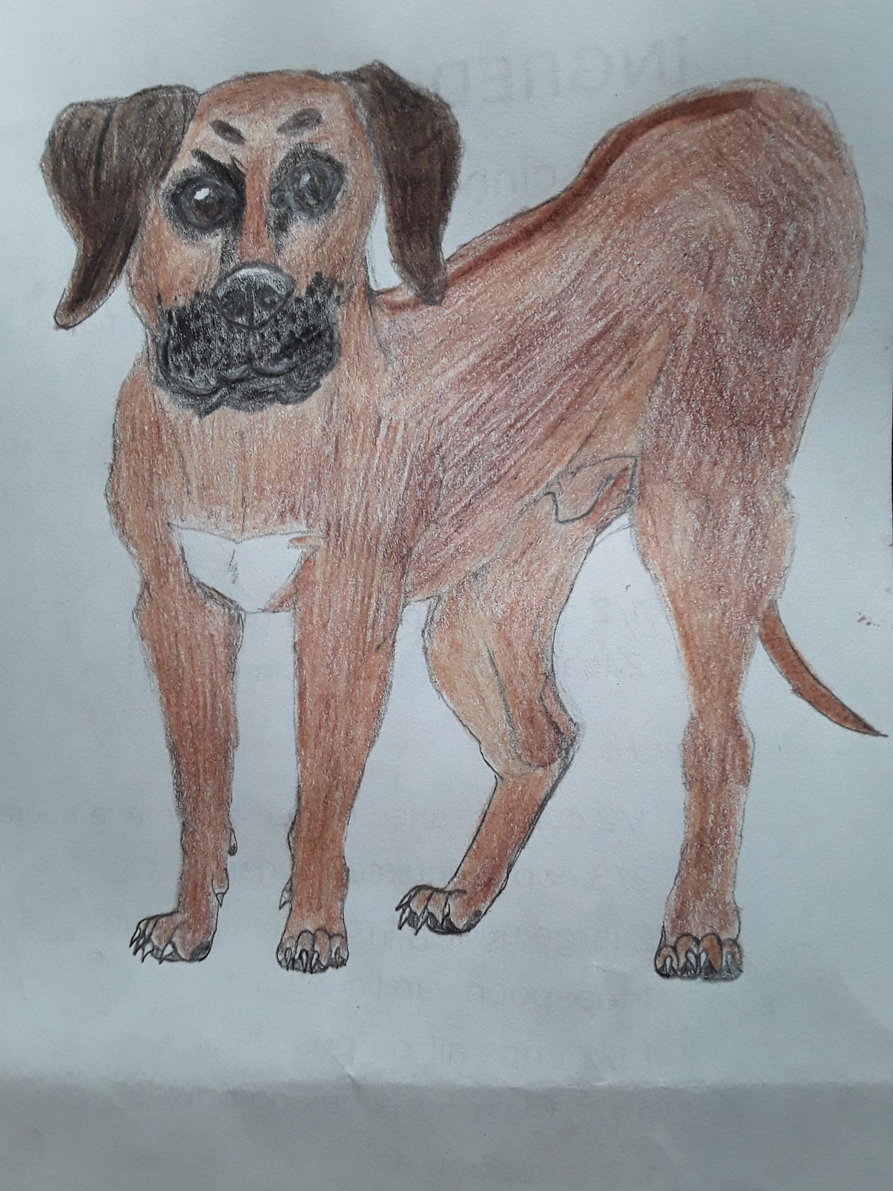 Rhodesian Ridgeback Art Base Rhodesian ridgeback by qman256 on DeviantArt