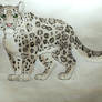 Snow leopard