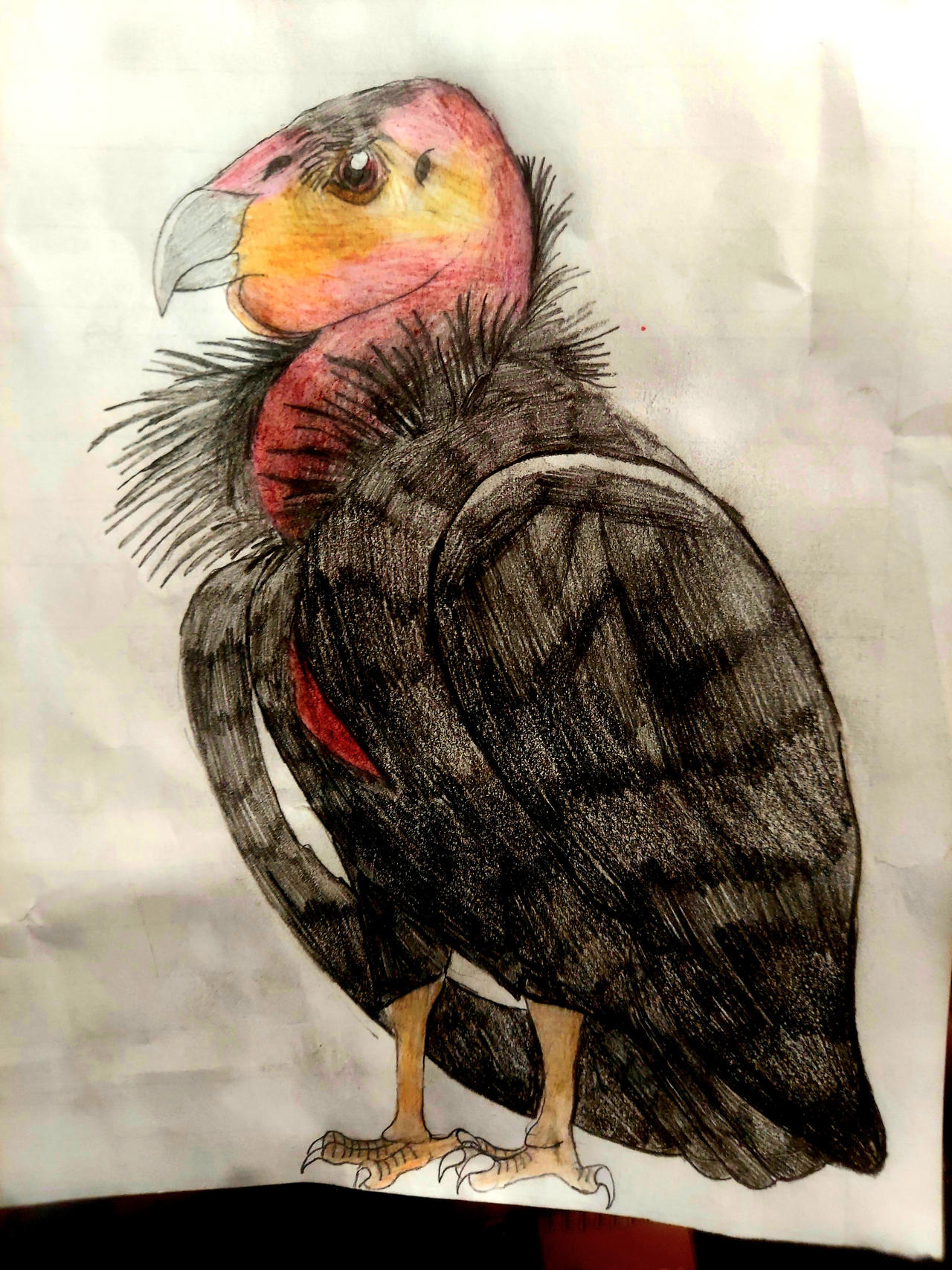 California Condor Animation California condor by qman256 on DeviantArt