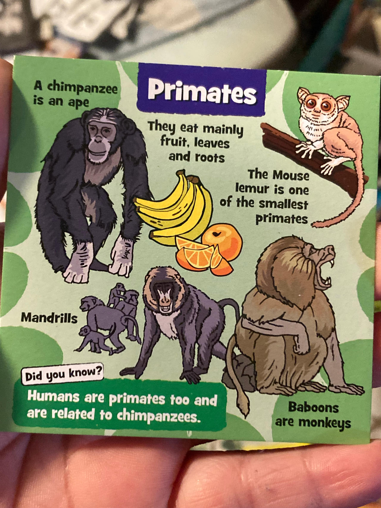 Primates Deviantart Primates by qman256 on DeviantArt