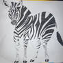 Plains zebra