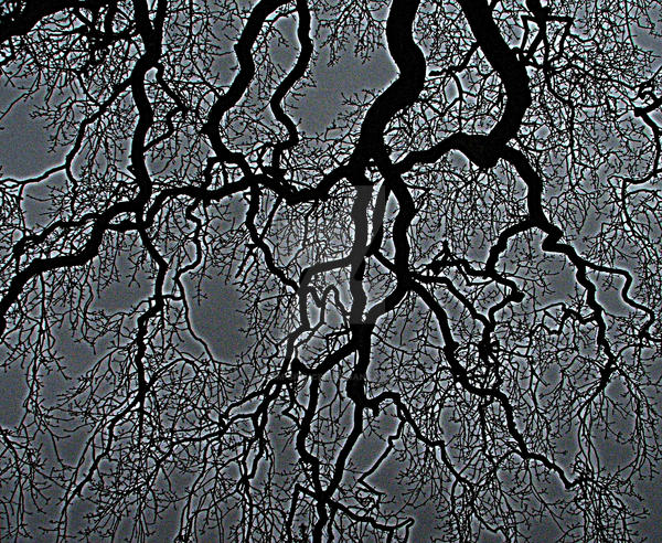 Tree Veins by Adam-Spencer on DeviantArt