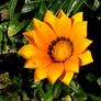 Gazania's Sunbathe