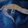 Albino leopard gecko