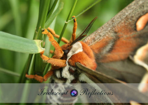 Moth in the Grass