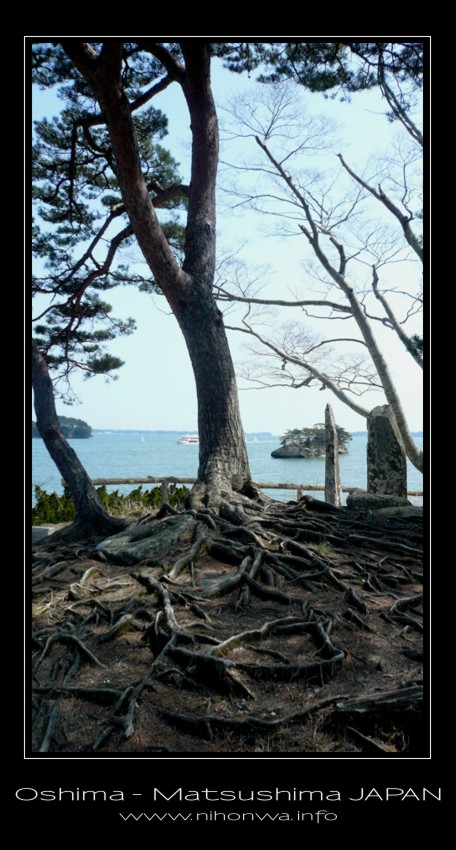 Tree roots on Oshima island by Lou-NihonWa