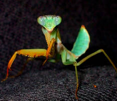 rhombodera mantis