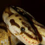 bumblebee ball python