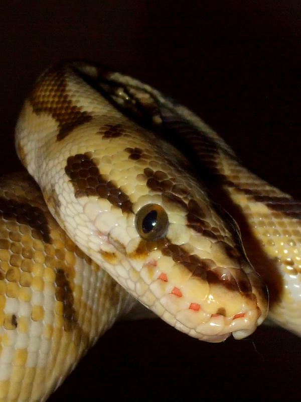 bumblebee ball python by darkminion2 on DeviantArt