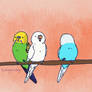 Budgies