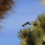 Pinyon Jay 