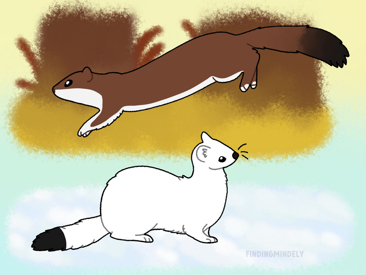 Stoat Voodoo Stoat by FindingMindely on DeviantArt