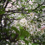 vCherry blossom