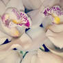 orchid