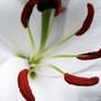 lys
