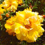 bright yellow
