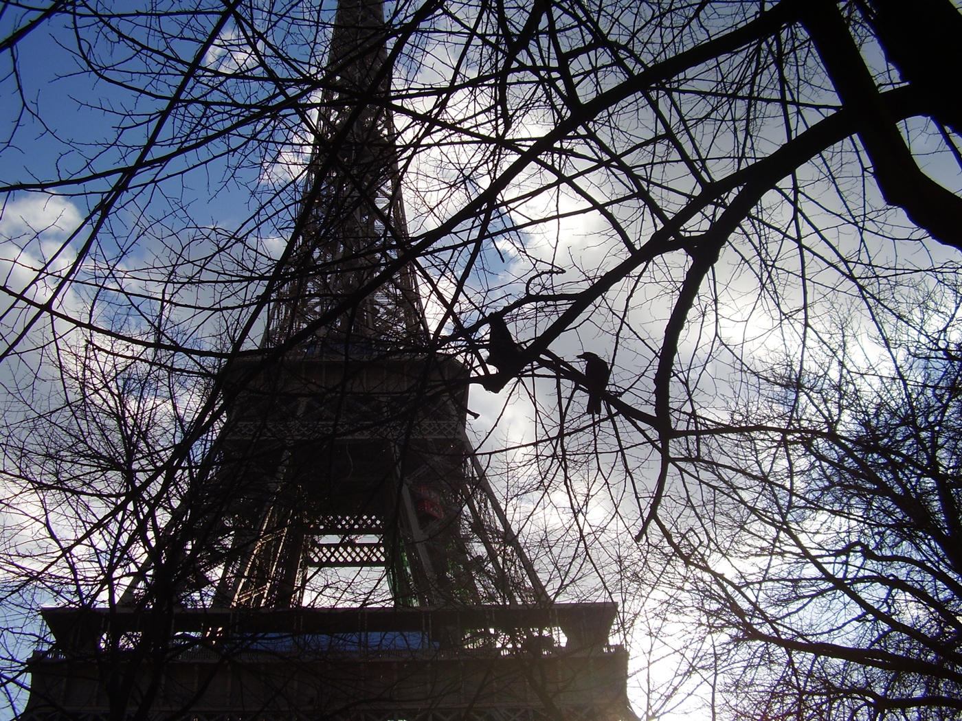 Eiffel Crows