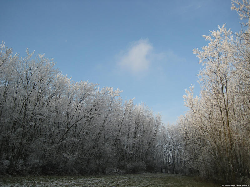 Glade in Winter