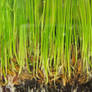 Grass 03
