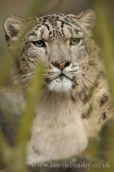 In the Undergrowth