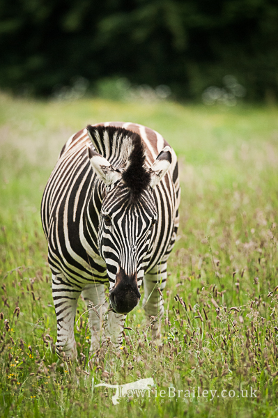 Grazing