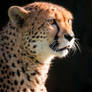 International Cheetah Day II