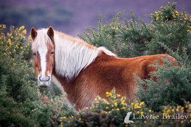 Wild Stallion by Chikrata