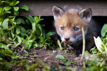 Peekaboo!