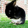 Severus the Rabbit