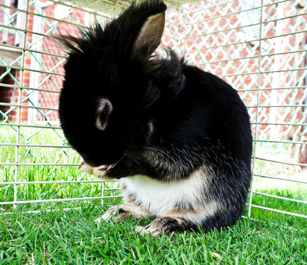 Severus the Rabbit by Leehi on DeviantArt