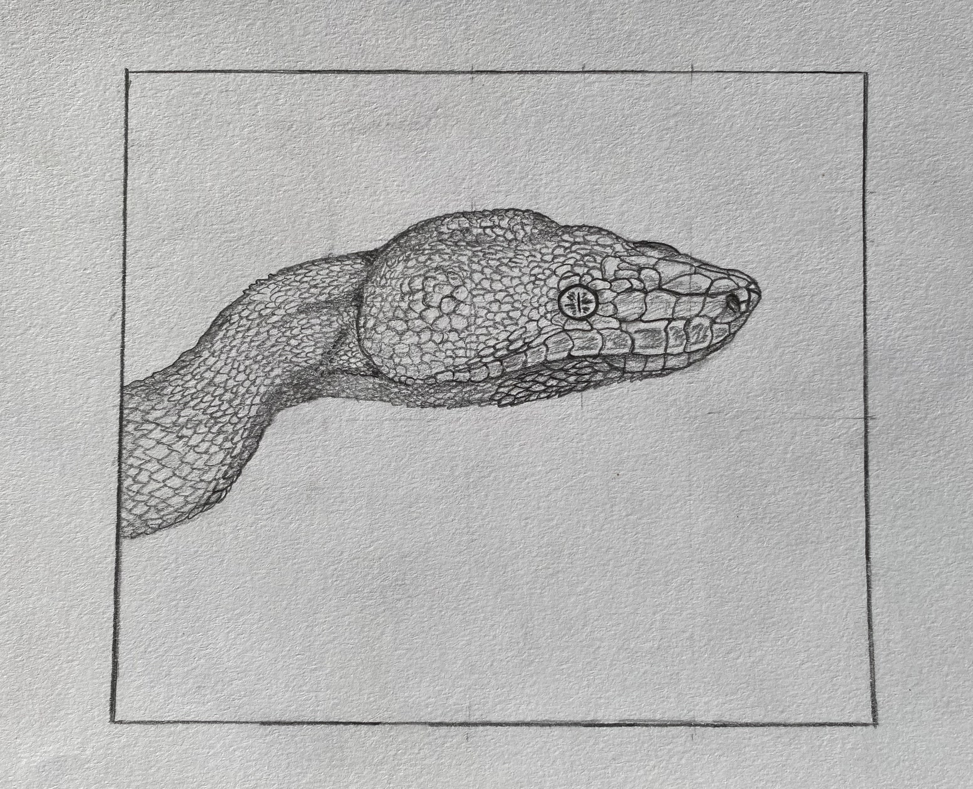 Snakehead Scratch SnakeHead by SwampCreatureSammy on DeviantArt