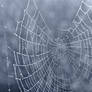 Cobweb