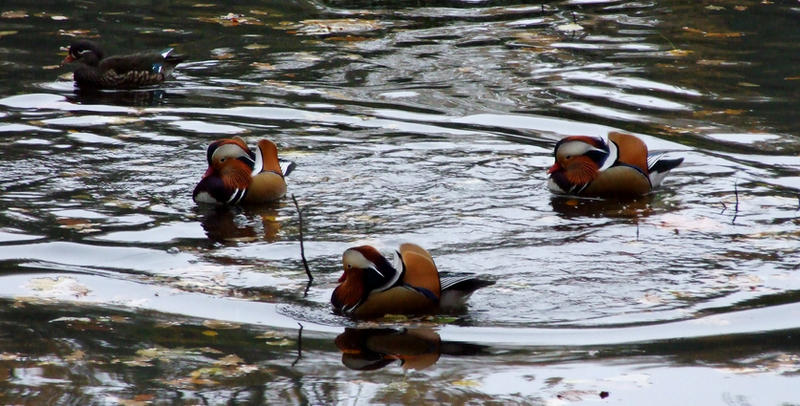 mandarin ducks by PussyRanger on DeviantArt