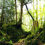 Puzzlewood Forest