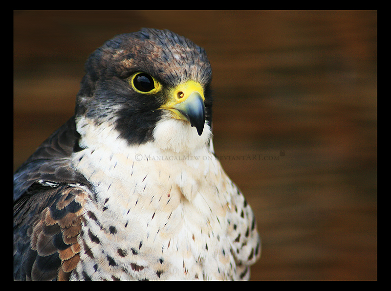 Peregrine Falcon