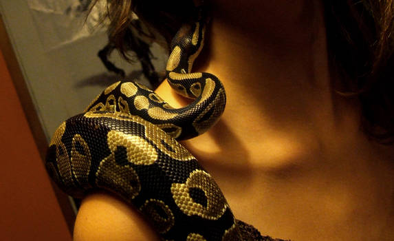 ball.python