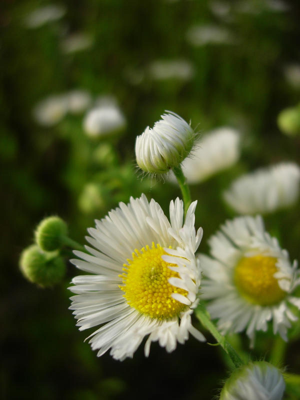 Some flowers again