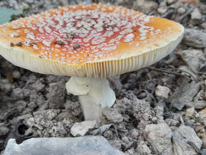 Mushroom,  Portugal