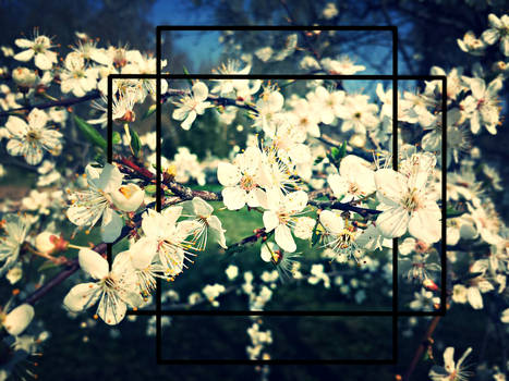 Flowers edit