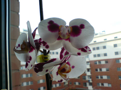 orquideas2