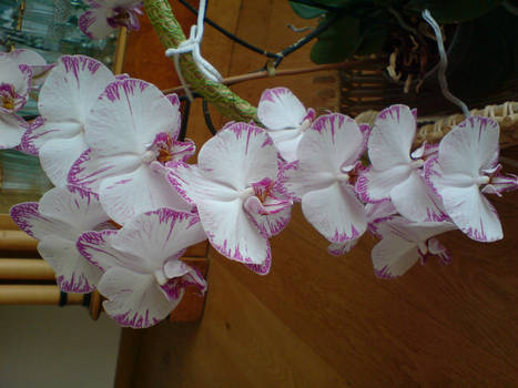 orquideas5