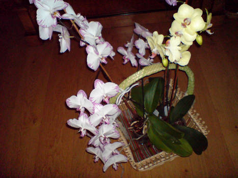 orquideas9