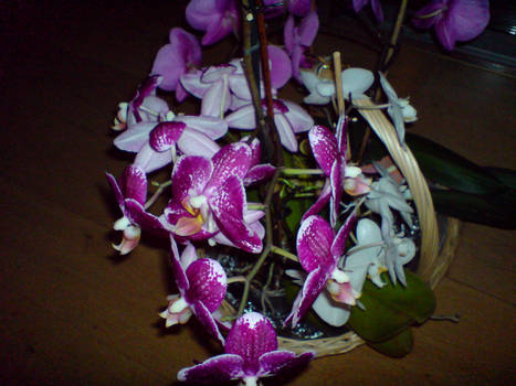 orquideas10