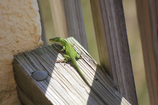 Green anole