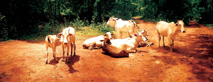 Thailand - Cows