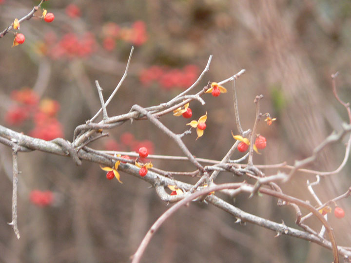 Colors of Winter