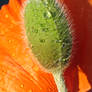 Poppydrop