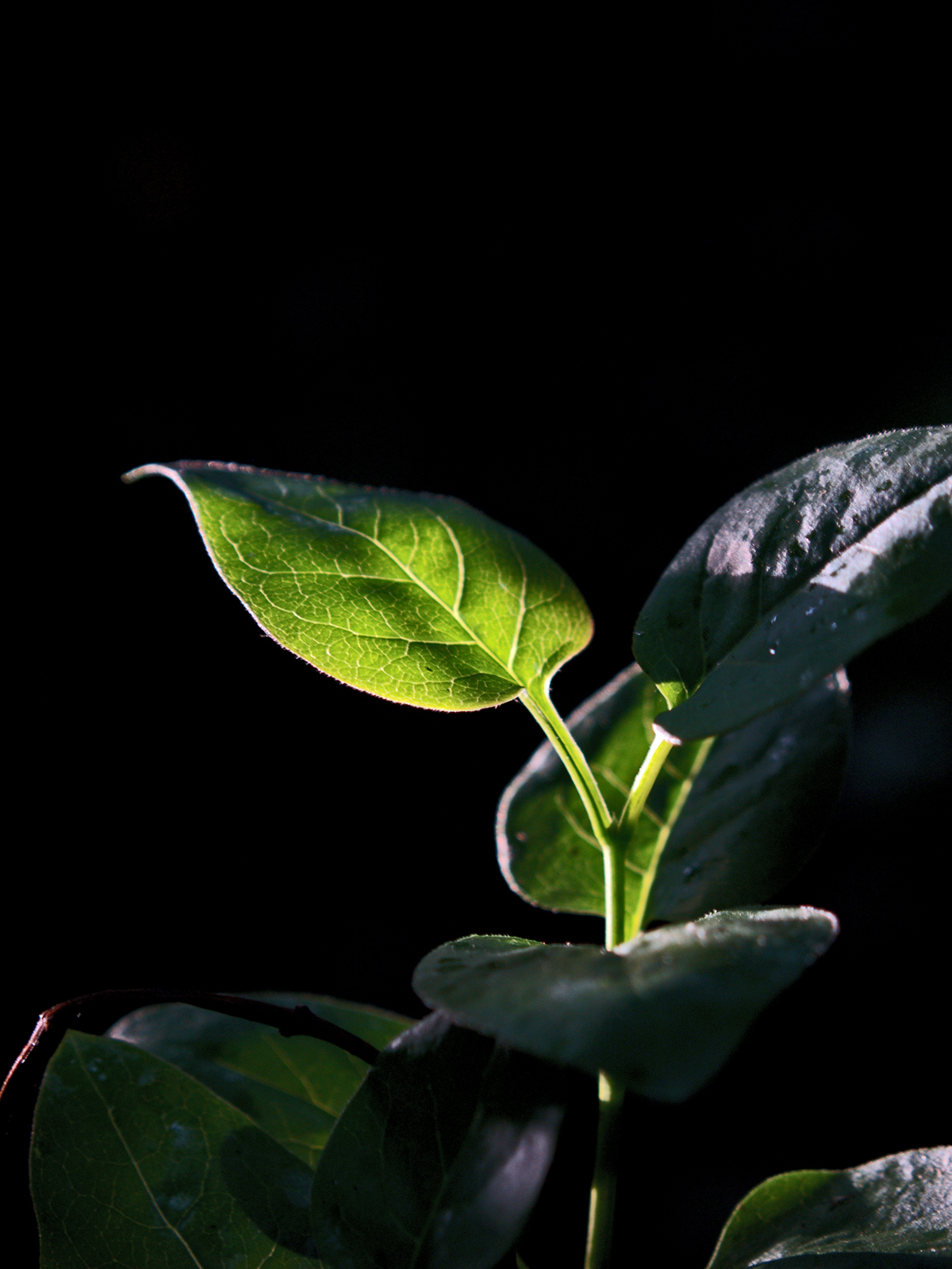 leaf