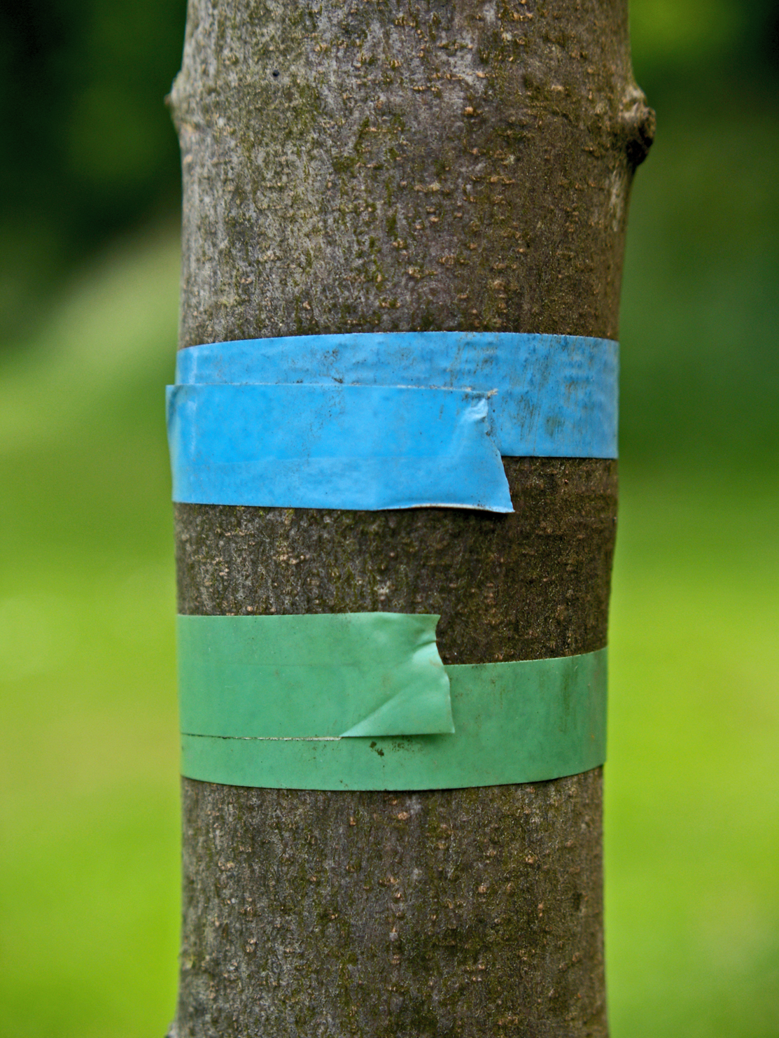 tree with tape