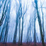 Lost Traces